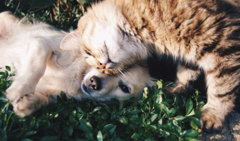 Animaux non autorisés